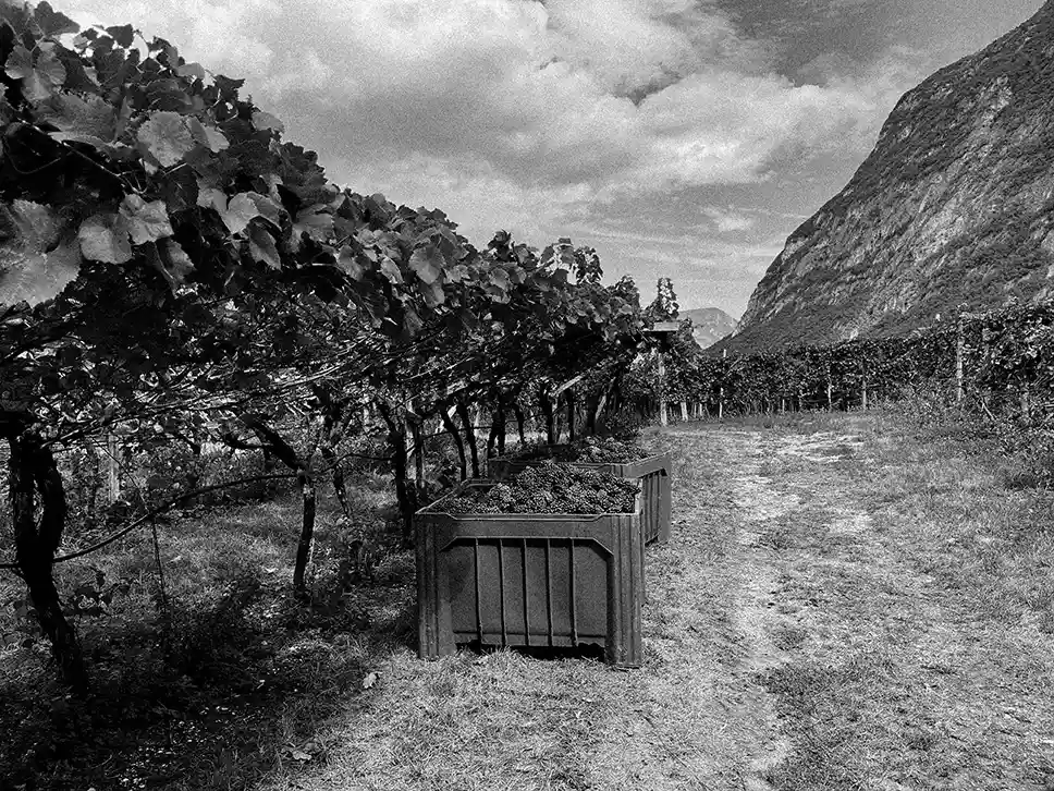 vigneti cantina mas dei chini trento